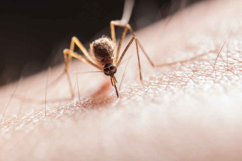 Combate à Dengue: 8 dicas essenciais para eliminar o mosquito e proteger sua&nbsp;família