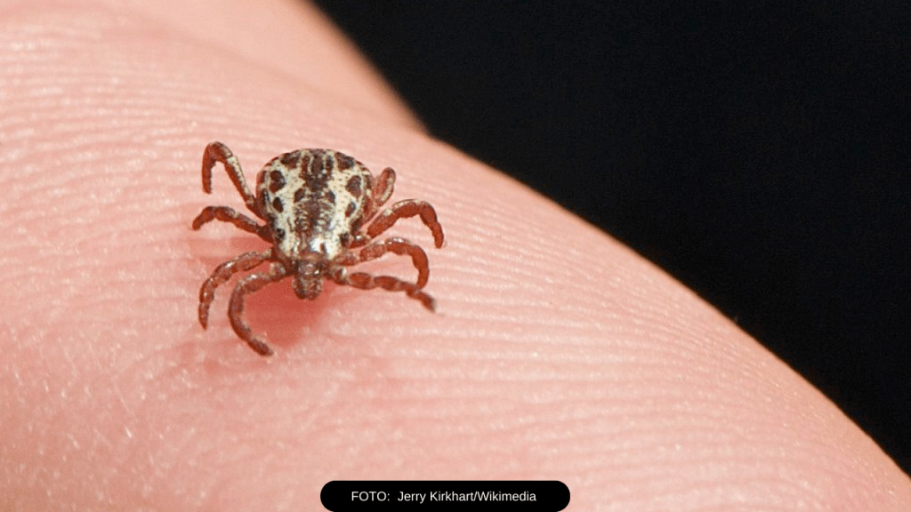 Campinas confirma mais duas mortes por febre&nbsp;maculosa