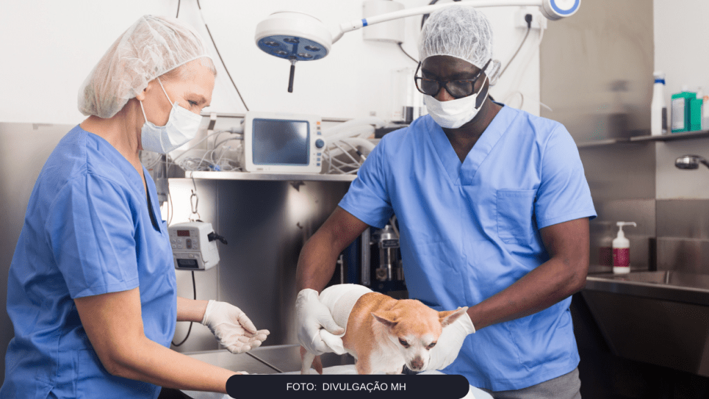 Marília terá castração gratuita de cães e gatos da zona&nbsp;Oeste