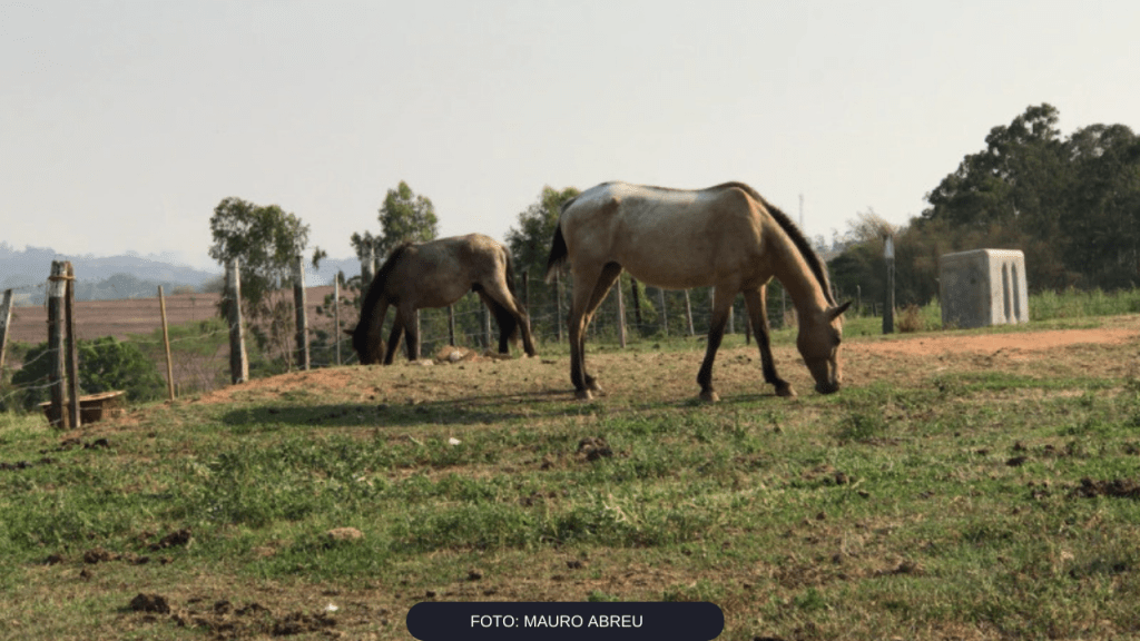 Prefeitura de Marília garante que serviço de captura e recolhimento de animais atende todas as regiões da&nbsp;cidade