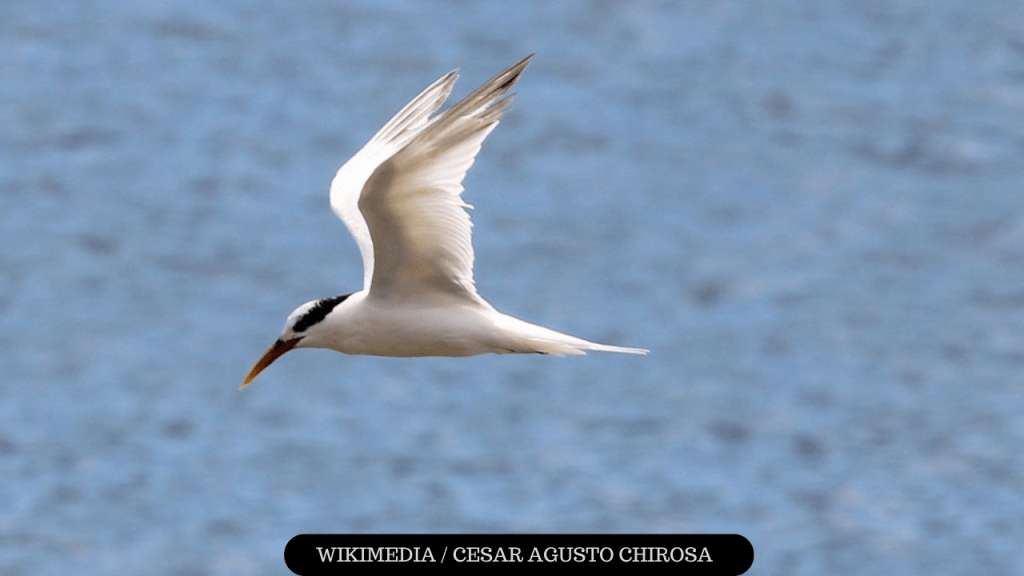 Governo de SP decreta estado de emergência por gripe&nbsp;aviária