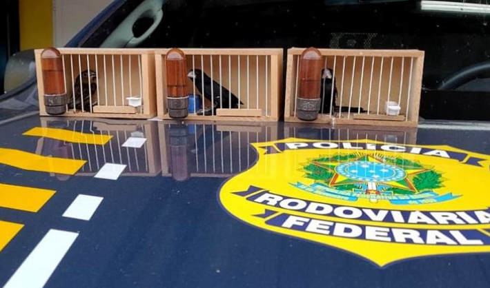 Homem é preso pela PRF por transportar&nbsp;pássaros