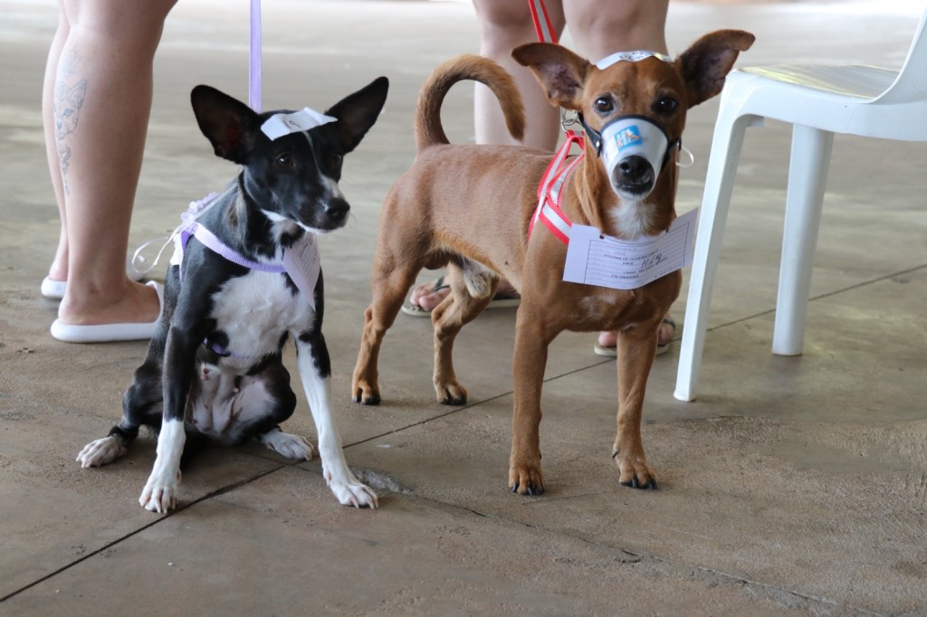 Baixa adesão pela castração gratuita de pets motiva Prefeitura transferir ação programada na zona&nbsp;Leste