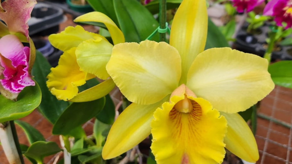 Exposição de Orquídeas, Artesanatos, Suculentas e Rosas do Deserto tem início nesta&nbsp;sexta-feira(10)