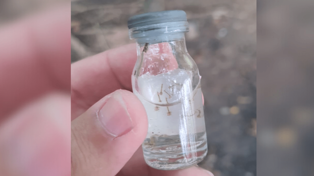 Divisão de Zoonoses alerta para a chegada do período de maior proliferação do mosquito transmissor da&nbsp;dengue