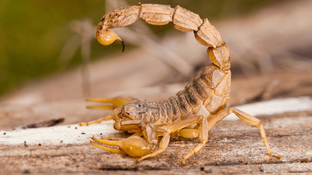 Criança de Dois Anos é Internada na UTI após Picada de Escorpião na&nbsp;região