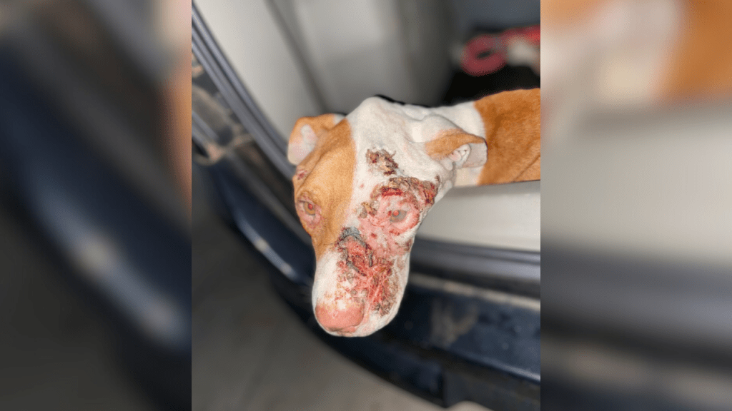 Cachorro Pitbull Resgatado em Estado Grave de Maus-Tratos em&nbsp;Marília