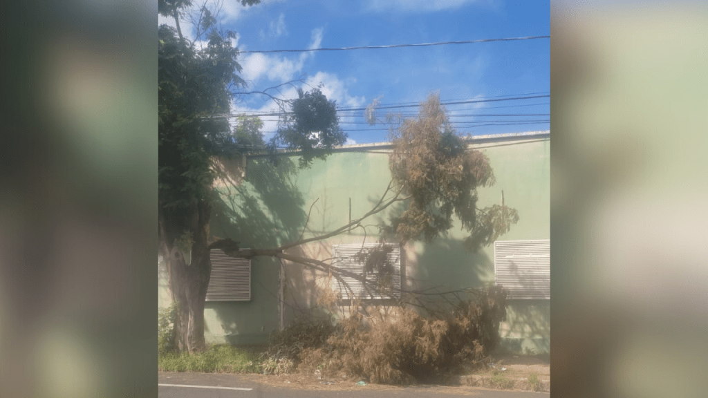 Problema com Galho de Árvore Gera Incômodo e Preocupação na Região Central de&nbsp;Marília