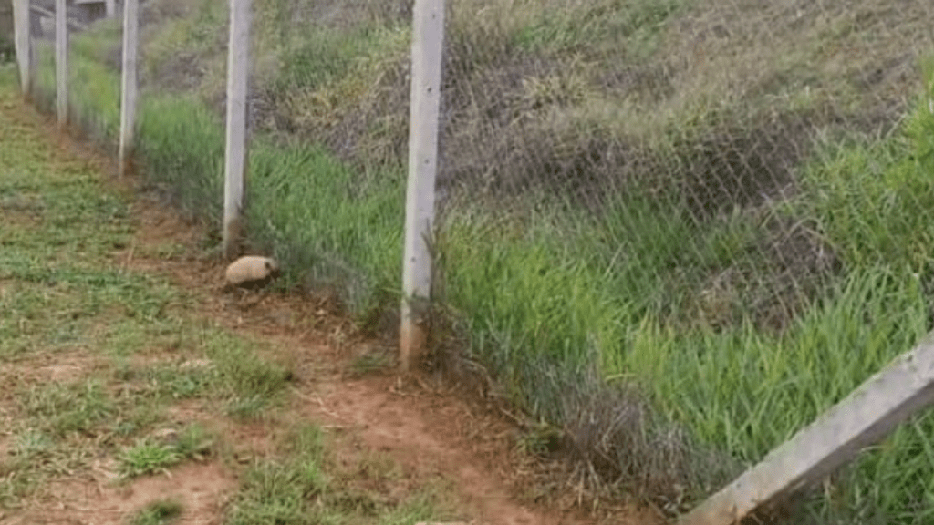 Cercas de condução reduziram 51% dos atropelamentos de animais silvestres em rodovias na Região de&nbsp;Marília