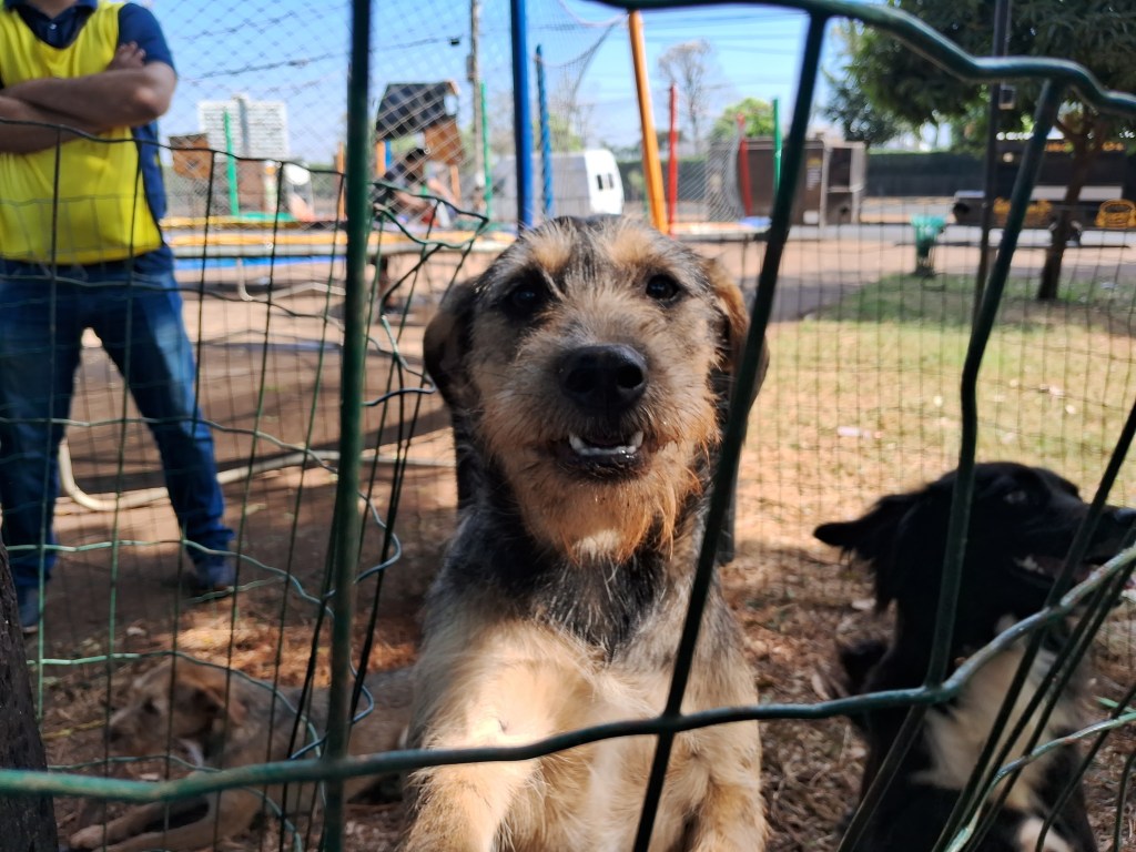 Feira de adoção dos animais resgatados nas rodovias é realizada em&nbsp;Marília