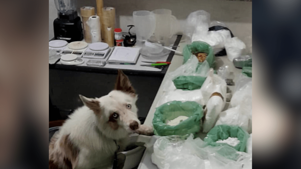 Polícia Militar apreende grande quantidade de drogas  e desmonta Laboratório do Tráfico no Jardim Acapulco em&nbsp;Marília