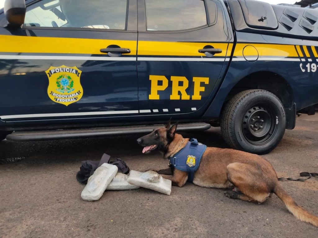 Vídeo: Com apoio de cão farejador PRF prende homem com três quilos de skunk na&nbsp;BR-153