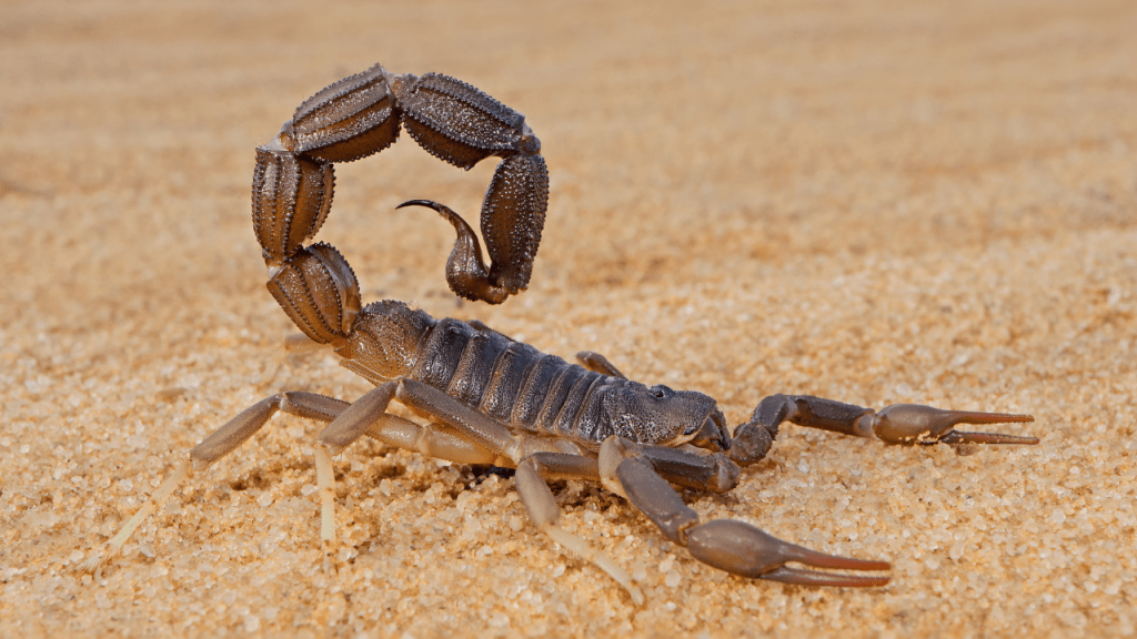 Criança de 4 anos é internada após picada de escorpião em zona rural na&nbsp;Região