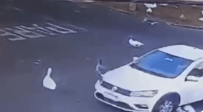 Após atropelar e matar ganso, motorista é denunciado em&nbsp;Marília