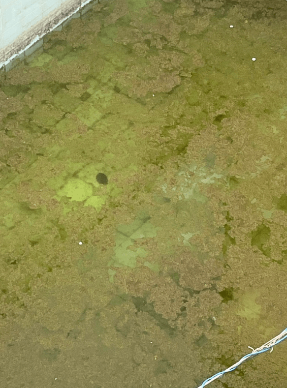 Denúncia: Moradora da zona Sul de Marília revela potencial criadouro de Aedes aegypti e pede ação das&nbsp;autoridades