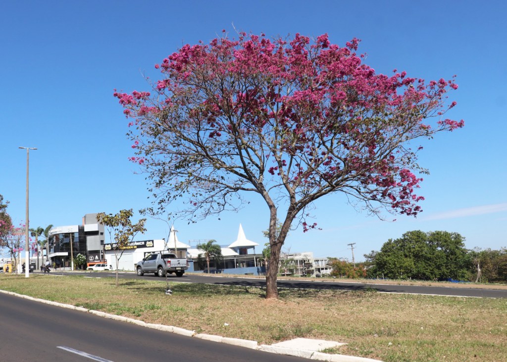 Florada dos ipês valoriza a paisagem urbana de Marília e encanta os moradores da Cidade Símbolo de Amor e&nbsp;Liberdade