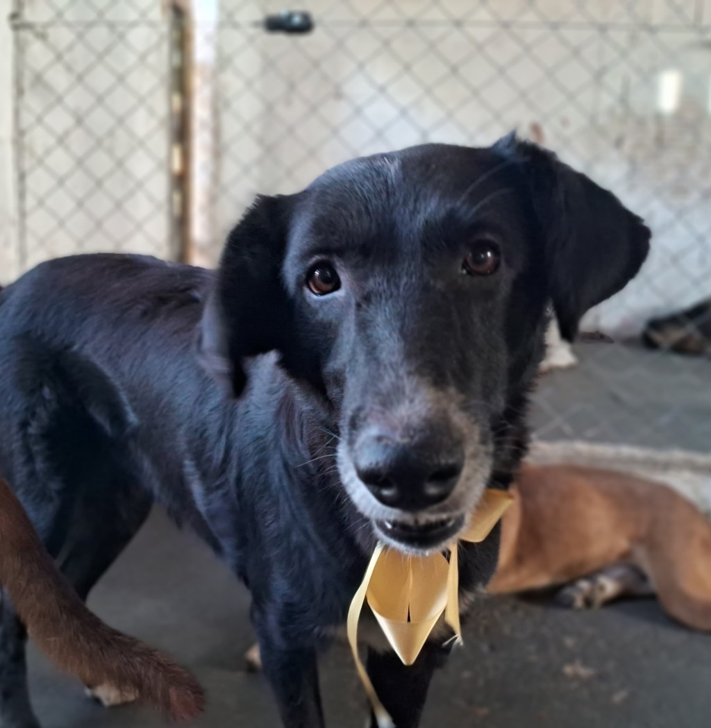 Concessionária Entrevias lança websérie Pet: Eu amo. Eu&nbsp;cuido!