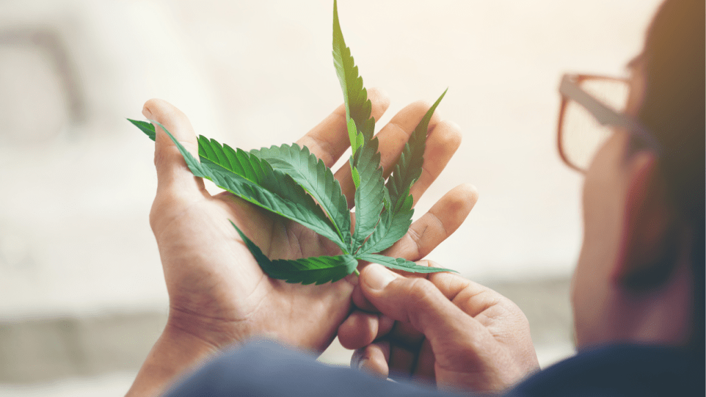 Decisão do STF sobre porte de maconha demanda novos&nbsp;procedimentos