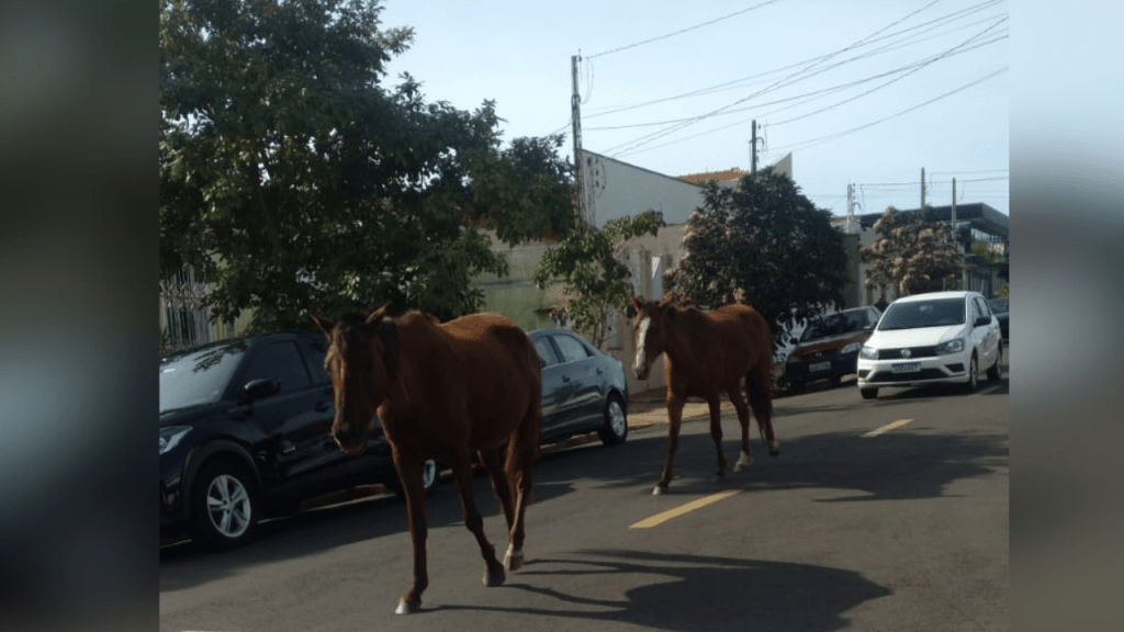 Cavalos soltos colocam motoristas e pedestres em risco na zona Leste de&nbsp;Marília