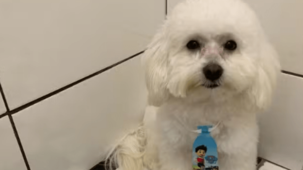 Cachorro Morre em Pet Shop e Tutora Denuncia o Estabelecimento à&nbsp;Polícia