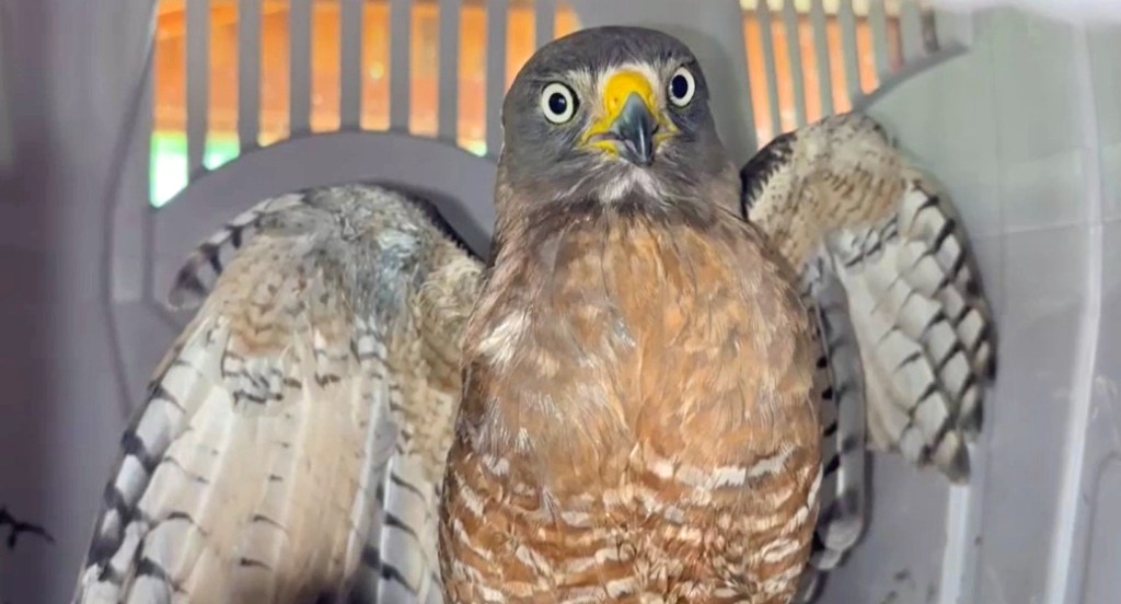 Animais recebem tratamento especializado após queimadas na&nbsp;Região