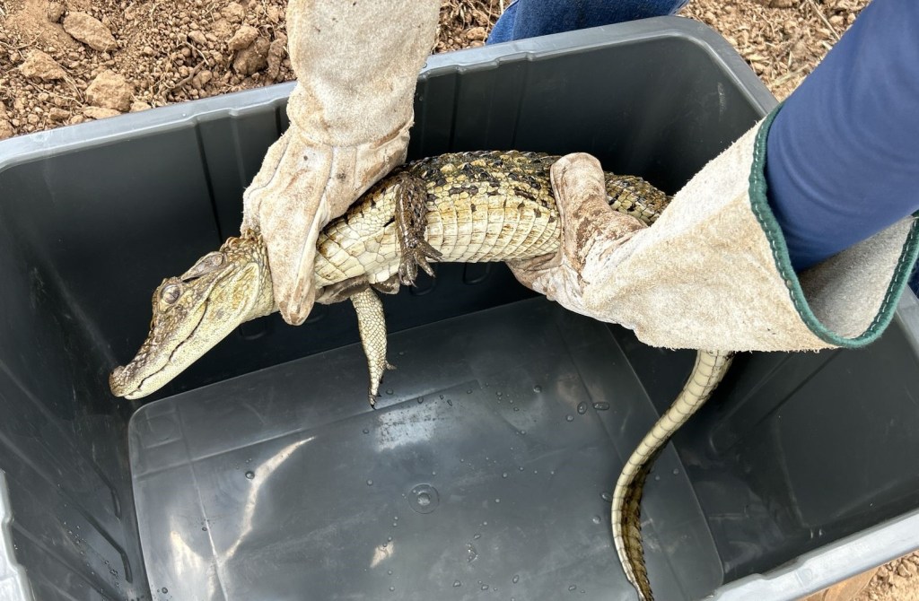 Filhote de Jacaré fêmea é resgatado pela Concessionária Entrevias em&nbsp;Marília