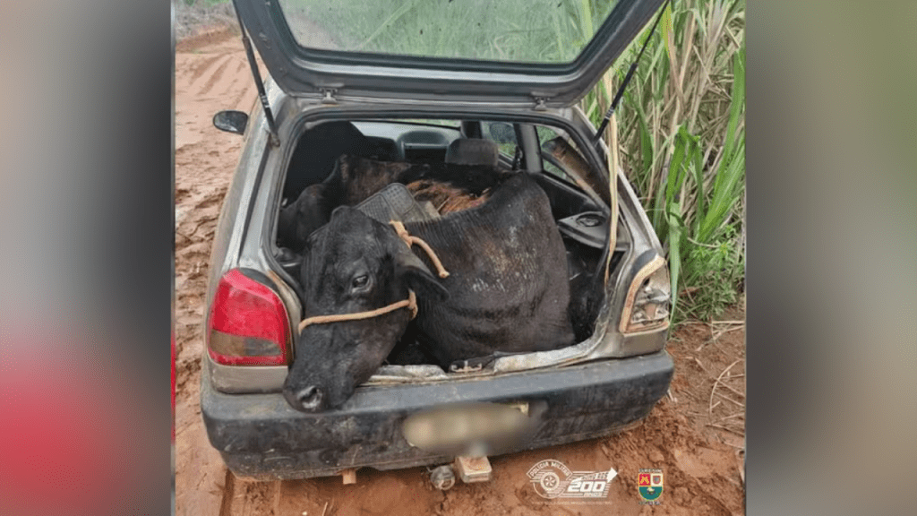 Inusitado: Três homens são flagrados pela Polícia Militar transportando bovino furtado em porta-malas de carro na&nbsp;Região