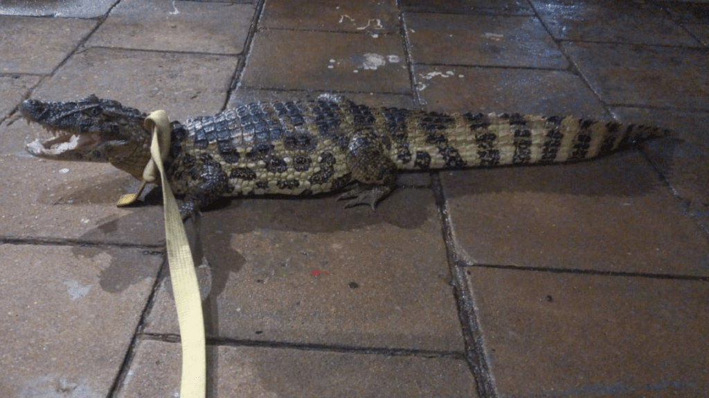 Jacaré é Capturado pelos Bombeiros em Área Urbana de Cidade da&nbsp;Região