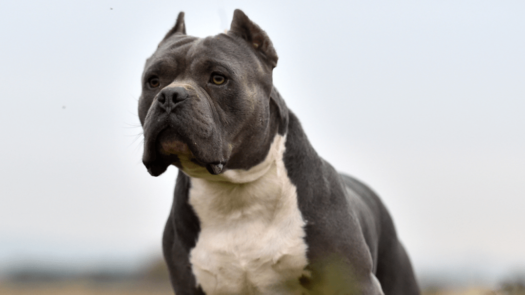 Ataque na Rua: Criança de 3 anos fica gravemente ferida após ataque de pit bull na&nbsp;Região