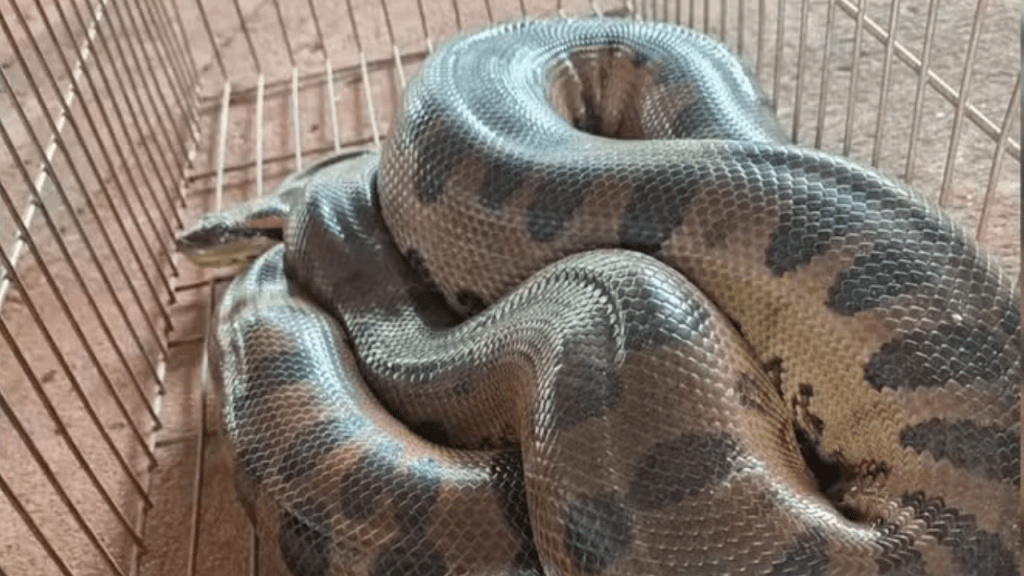 Sucuri de dois metros é capturada pelo Corpo de Bombeiros em borracharia no Interior de&nbsp;SP