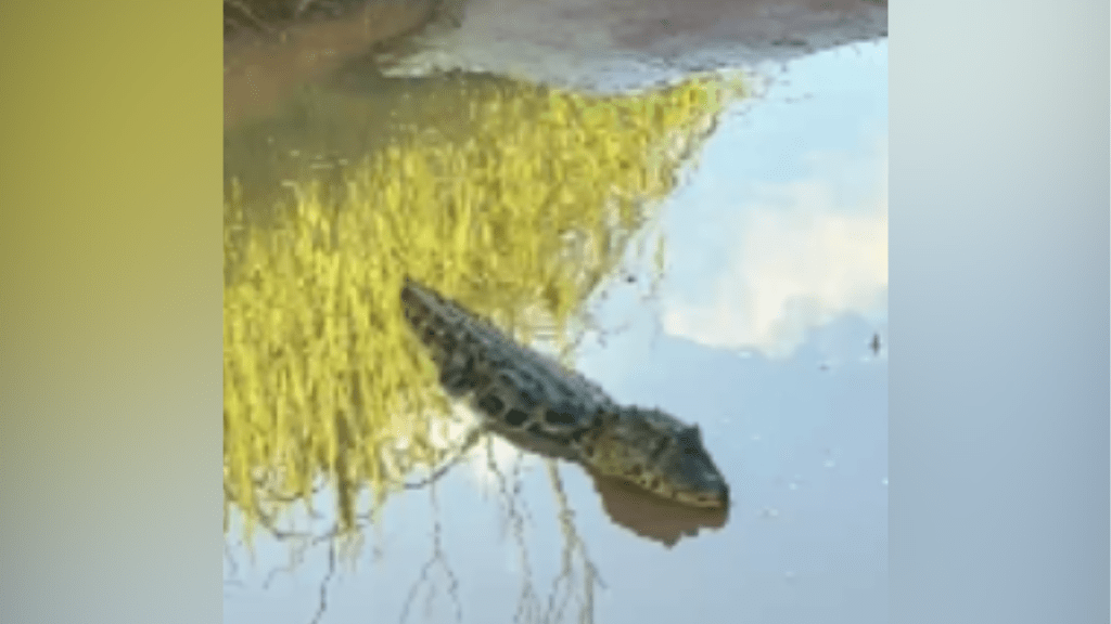Jacaré é Encontrado em Estrada Vicinal de Marília: Aumento de Animais Silvestres em Áreas Urbanas&nbsp;(vídeo)