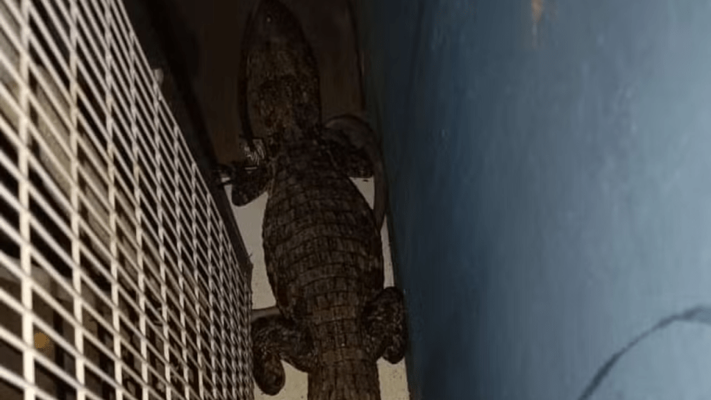 Susto: Corpo de Bombeiros resgata dois jacarés em área urbana em cidade da&nbsp;Região