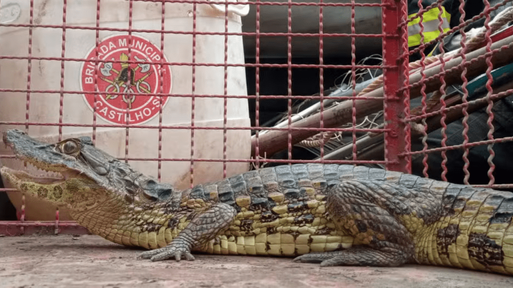 Jacaré furioso é encontrado por mulher na varanda de casa em cidade da&nbsp;Região