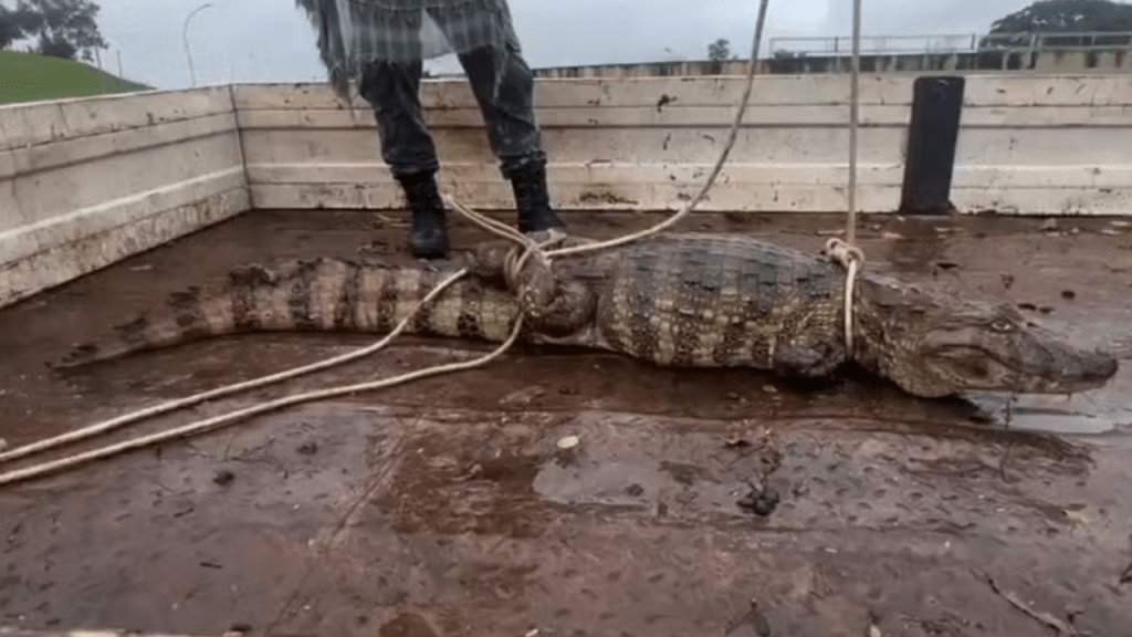 Susto: Jacaré-de-papo-amarelo é encontrado em estação de tratamento de esgoto em cidade da&nbsp;Região