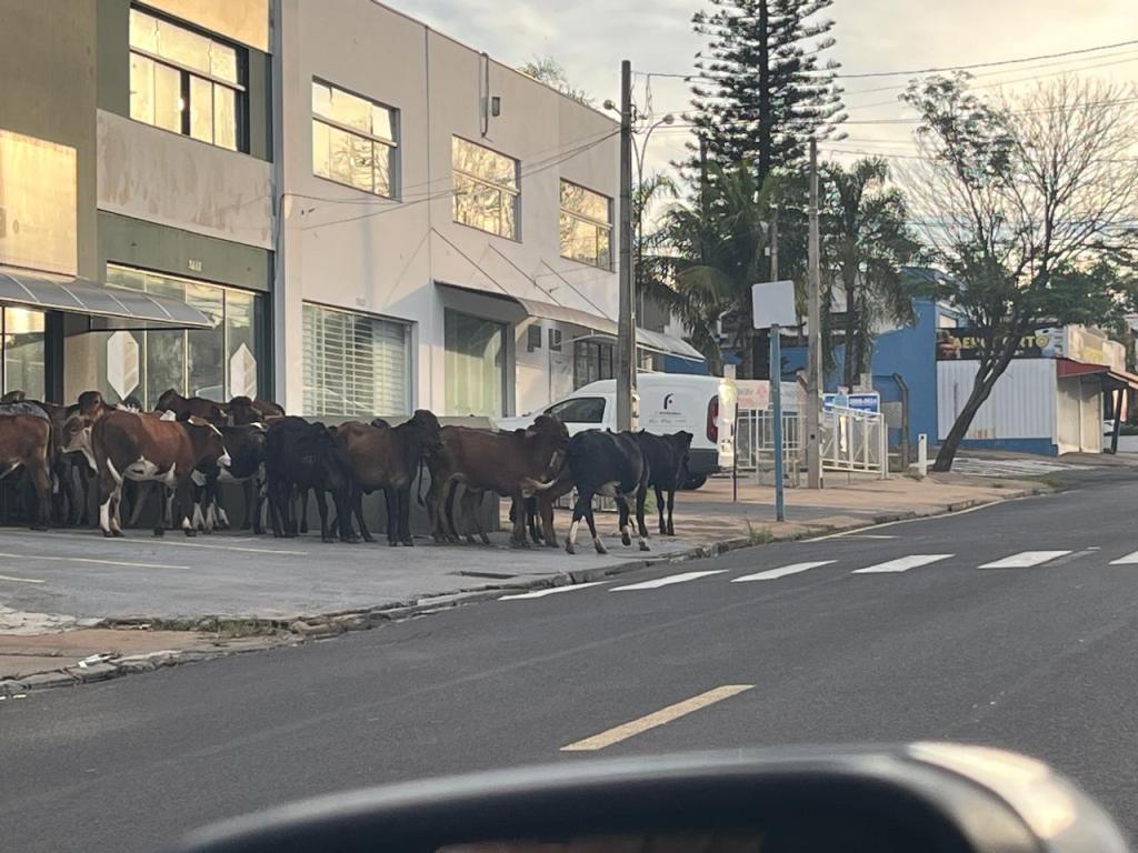 Boiada circula livremente pelas ruas do Jardim Aeroporto, em&nbsp;Marília