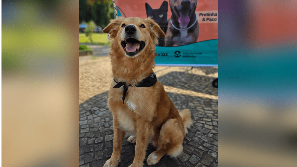 Programa Adotar é o Bicho realizou 32 adoções em&nbsp;2024