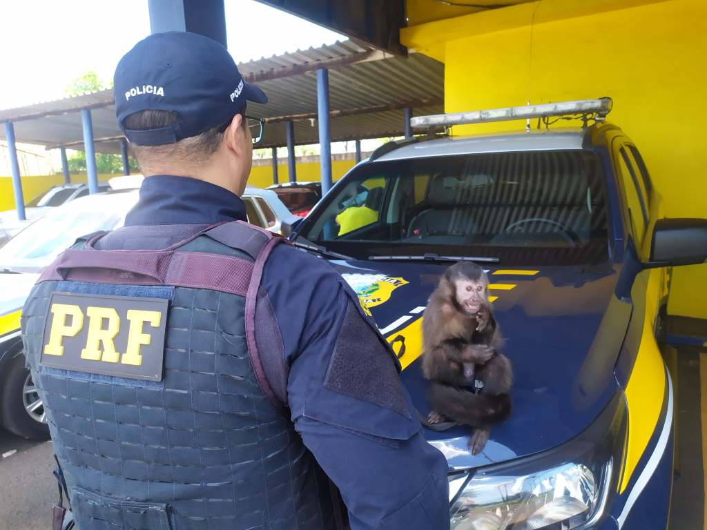 PRF resgata macaco-prego transportado irregularmente na&nbsp;Região