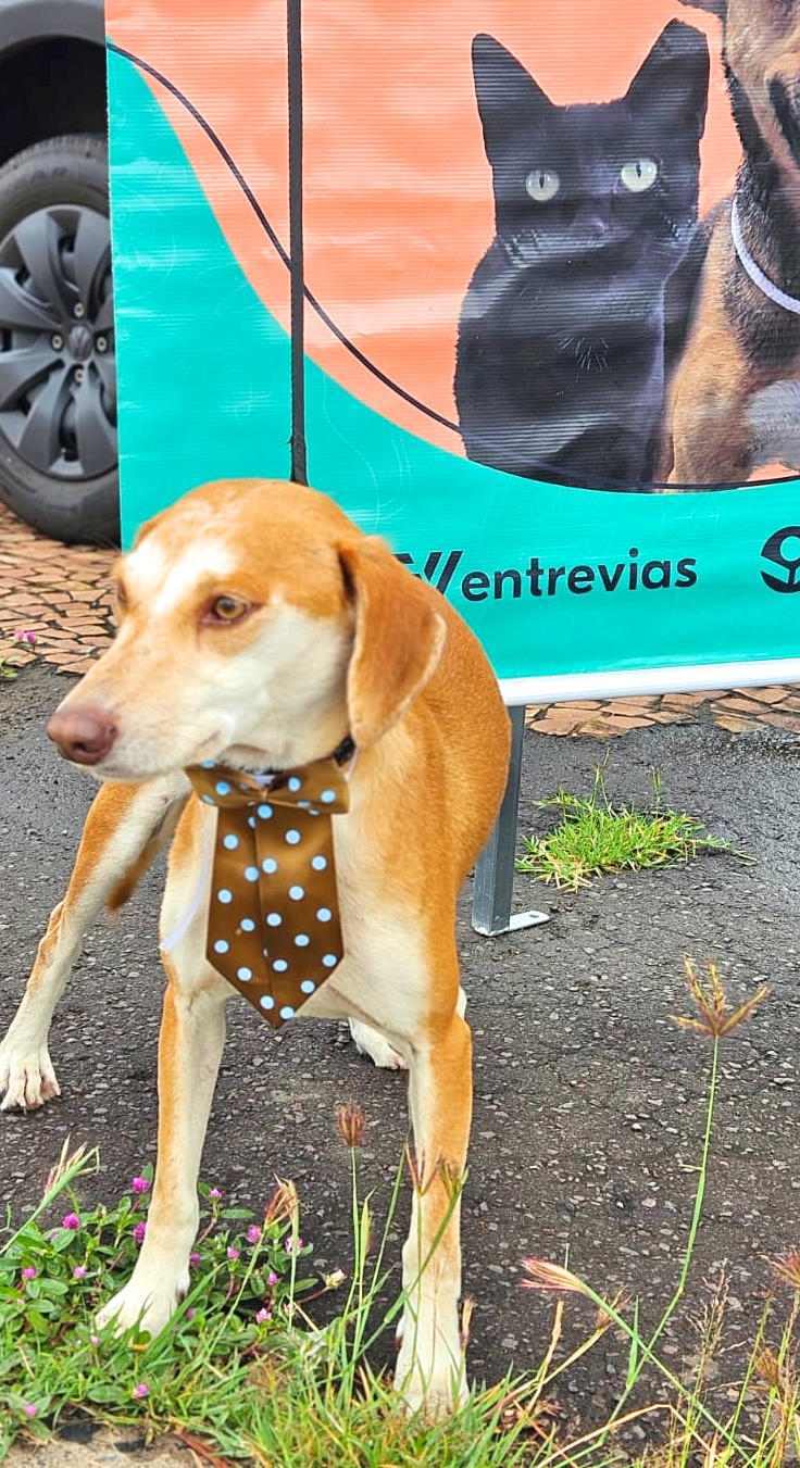 Marília terá feira de adoção de pets neste&nbsp;domingo