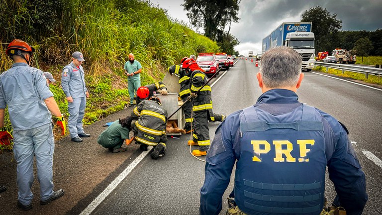 PRF e Corpo de Bombeiros resgatam onça parda ferida na&nbsp;BR-153