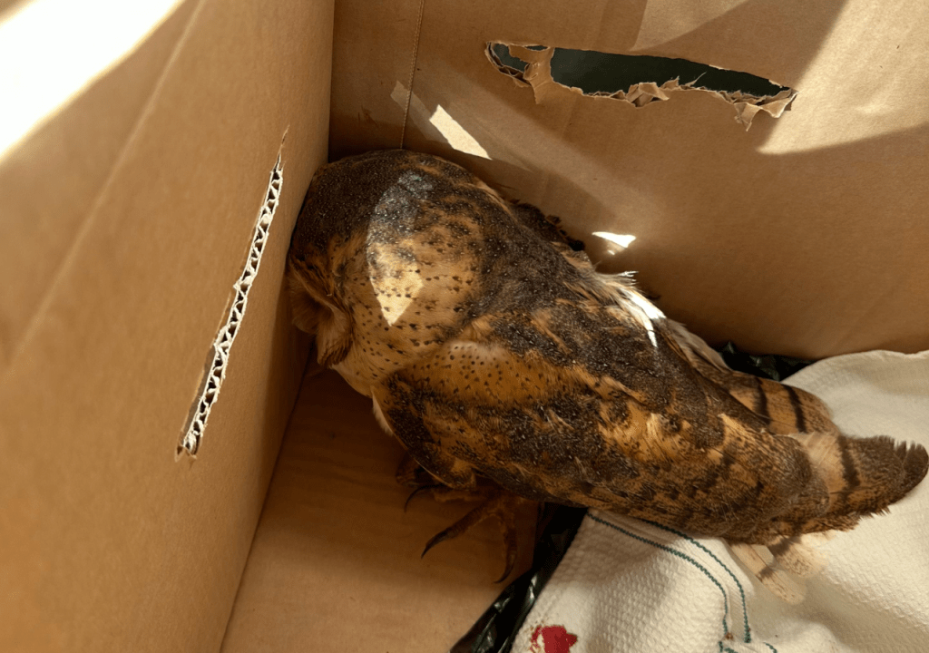 PRF Resgata Coruja Ferida na BR&nbsp;153