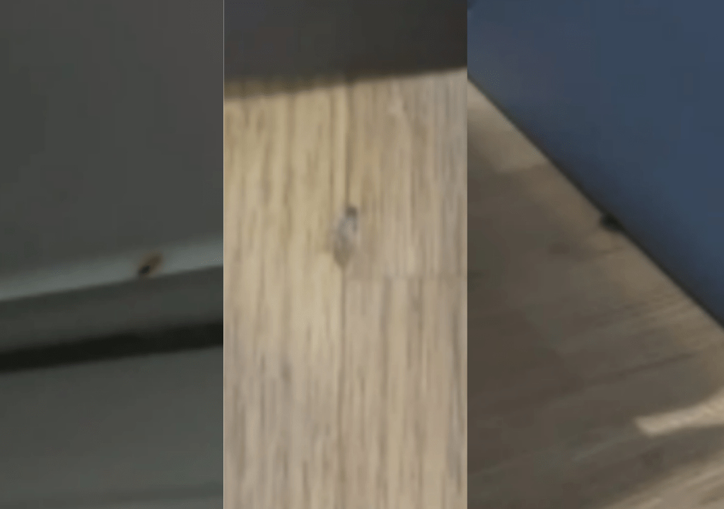 Denúncia: Marilienses registram vídeo com Van da saúde que deveria leva-los a São Paulo repleta de&nbsp;baratas