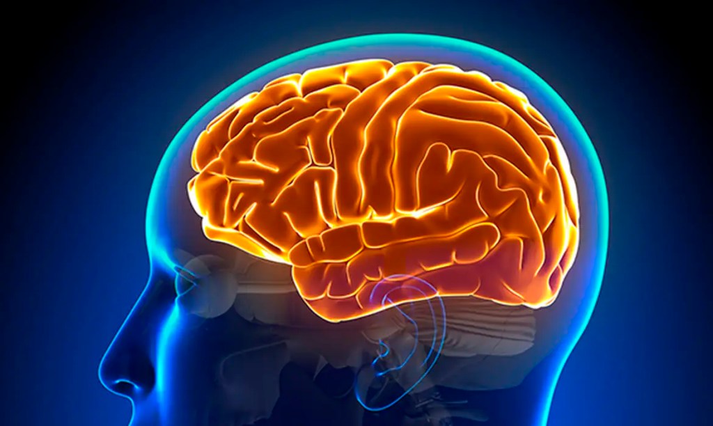 Entenda a hidrocefalia normobárica, causa da cirurgia de Chico&nbsp;Buarque