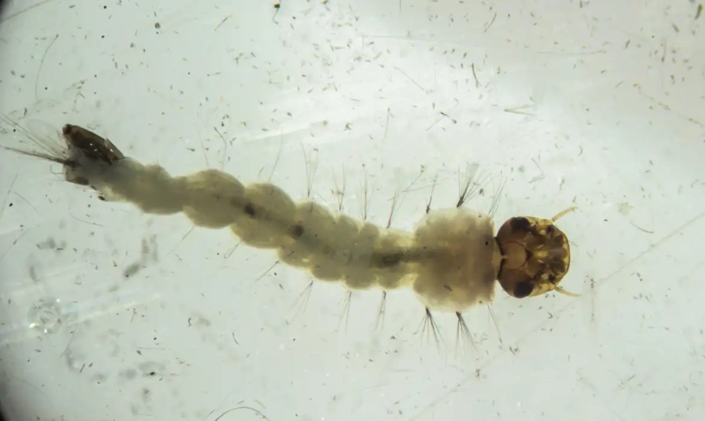 Brasil inaugura maior biofábrica do mundo de mosquitos “do&nbsp;bem”