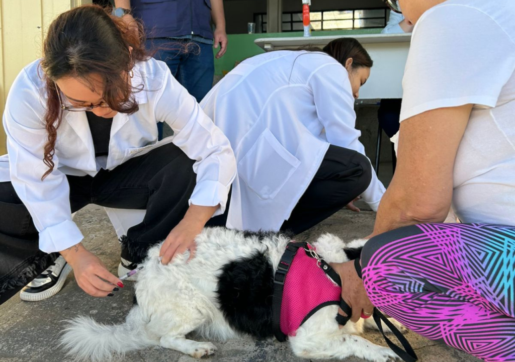 SAÚDE: Prefeitura divulga balanço da vacinação antirrábica na UBS Chico Mendes e na USF Amadeu&nbsp;Amaral