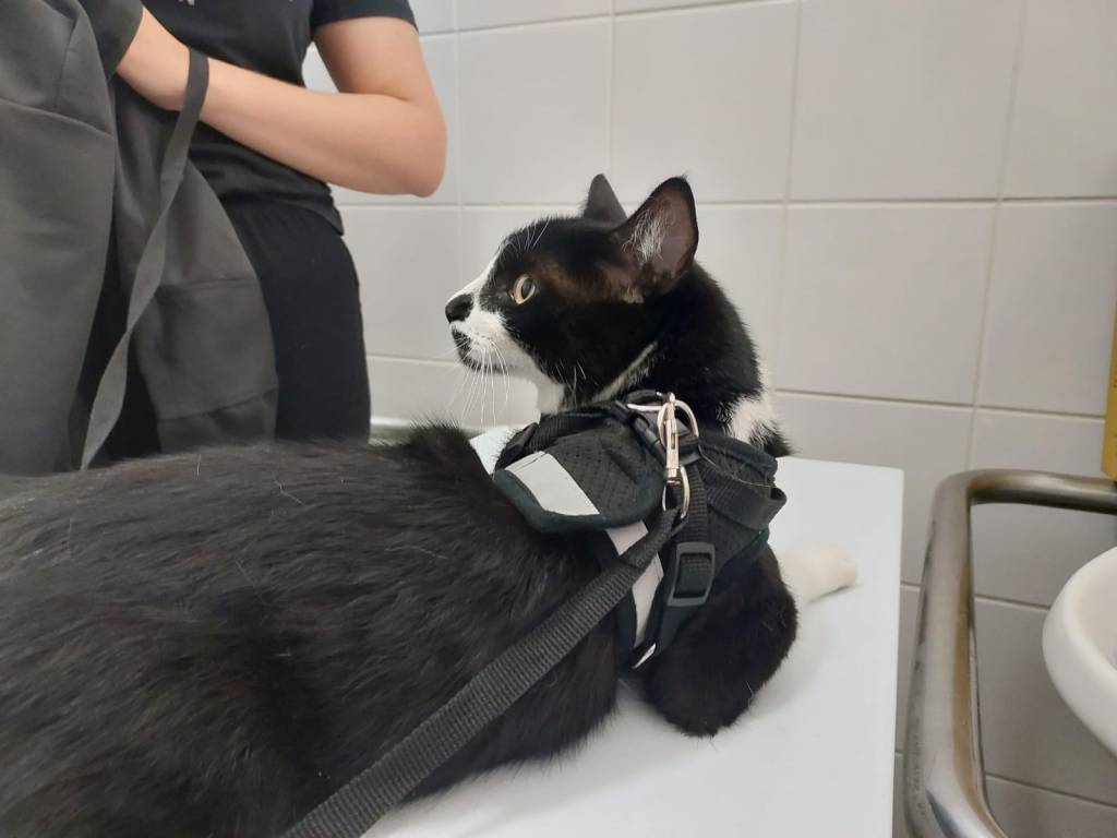 SAÚDE: Marília realiza neste sábado mais duas ações de vacinação&nbsp;antirrábica