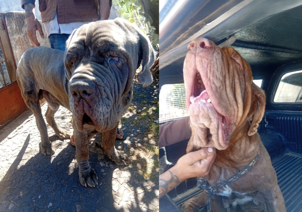 Conscientização: Prefeitura intensifica ações de vigilância e controle contra maus-tratos de&nbsp;animais