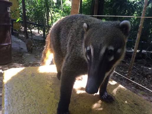 Presença de quatis no Bosque Municipal de Marília acende alerta para&nbsp;conscientização