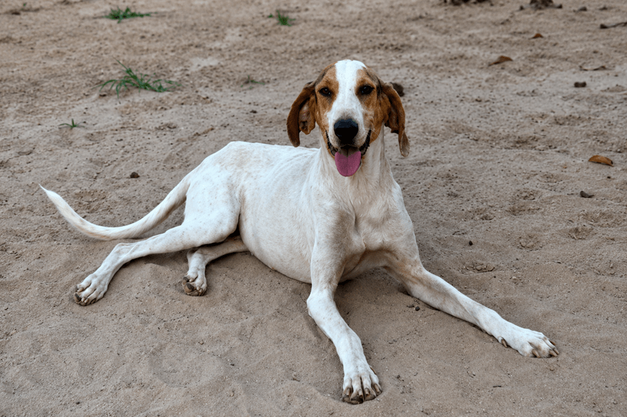 Entrevias promove feira de adoção de cães e gatos em&nbsp;Marília